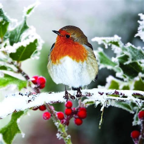 brain tumour charity christmas cards|'Peter's Robin' Christmas cards, pack of 10 – the brainstrust shop.